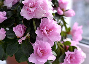 Best Indoor Flowering Plants